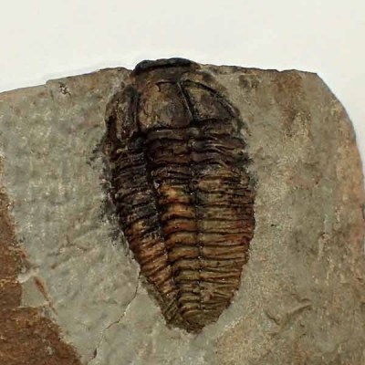 Parasolenopleura lemdadensis Parasolenopleura lemdadensis