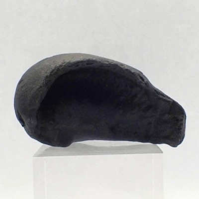 Tymphanic bulla