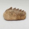  Notidanodon loozi