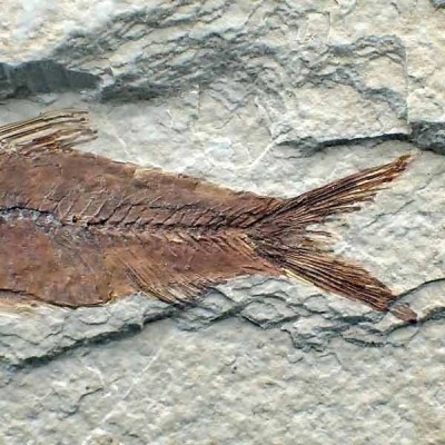 Knigthia eocaena Knigthia eocaena