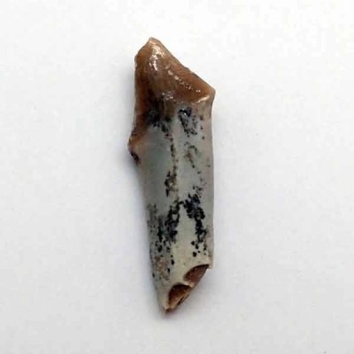 Merycoidodon gracilis Merycoidodon gracilis