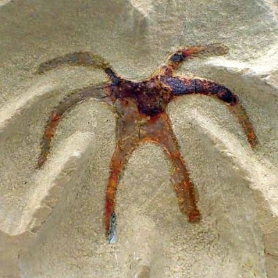 Furca mauretanica