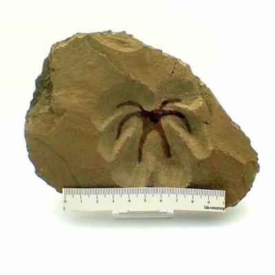  Furca mauretanica