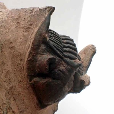 Metacanthina issoumourensis Metacanthina issoumourensis