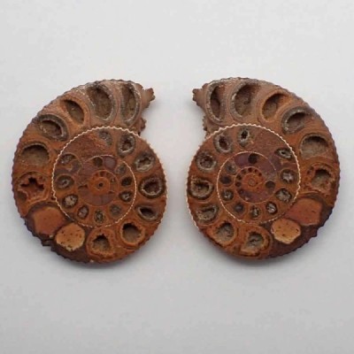 Kranaosphinctes sp