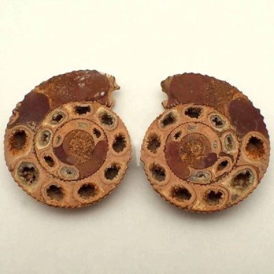 Kranaosphinctes sp
