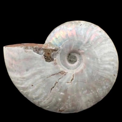 Cleoniceras besairiei Cleoniceras besairiei