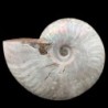 Cleoniceras besairiei