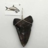  Colgante diente Isurus hastalis