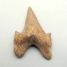 Otodus obliquus