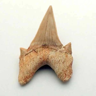 Otodus obliquus Otodus obliquus