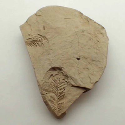 Tassoidium sp. Tassoidium sp.