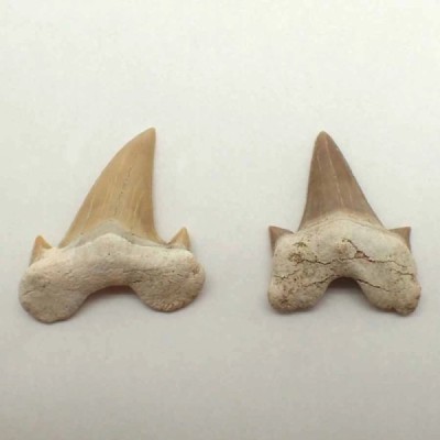 Otodus obliquus Otodus obliquus
