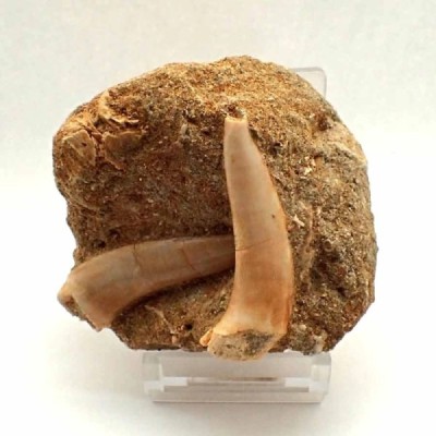 Enchodus lybicus Enchodus lybicus
