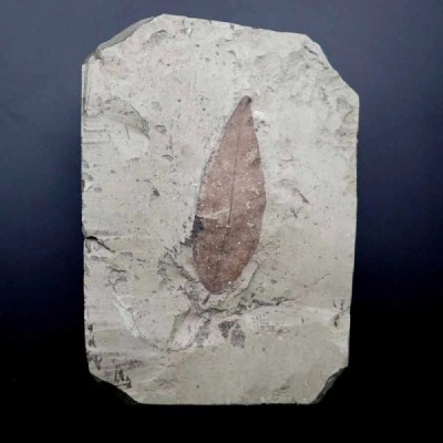 Sapindus sp. Sapindus sp.