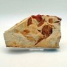  Glossopteris sp.