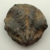 Ostraea crassissima