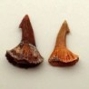  Onchopristis numidus(2)