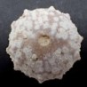 Goniopygus menardi