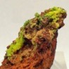  Piromorfita sobre goethita