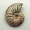  Cleoniceras madagascariense