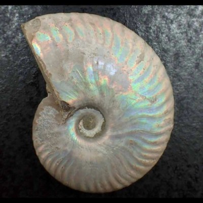 Cleoniceras besairiei Cleoniceras besairiei