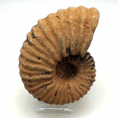 Calycoceras asiaticum Calycoceras asiaticum