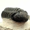  Phacops granulops