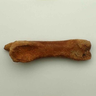 Carcharodontosaurus saharicus Carcharodontosaurus saharicus