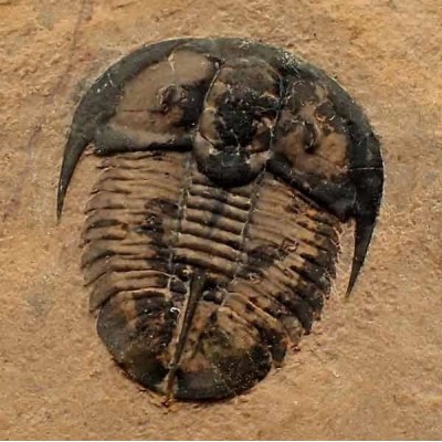 Genevievella granulata Genevievella granulata