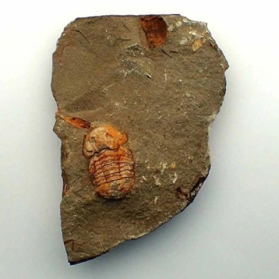 Nileidae sp.