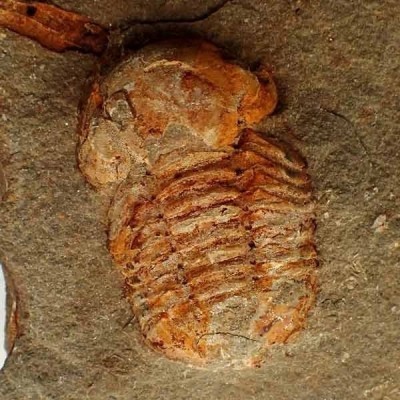  Nileidae sp.