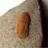  Degamella sandinoae