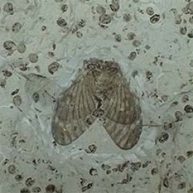 Insectos fósiles