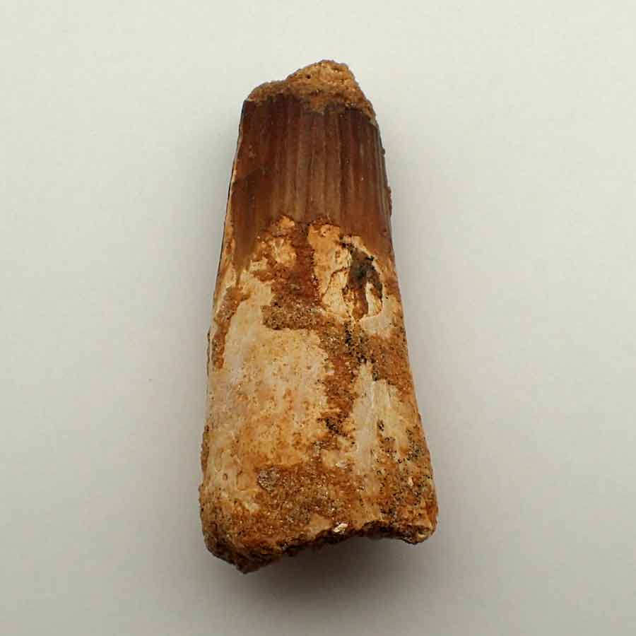 Diente fósico auténtico de 40 mm en el pecho del tesoro regalo SPINOSAURUS 