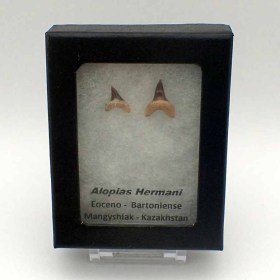 Alopias-hermani-Eocene-Kazakhstan