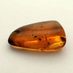 ant soldier-Mexican amber