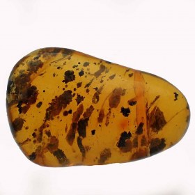 Amber- vegetablefossils-Oligocene-Dominican Republic