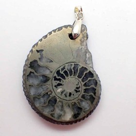 Ammonite-B12