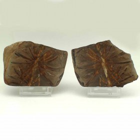  Annularia radiata- Carbonifero- Illinois USA