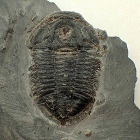 Asaphiscus wheeleri-Cambrian-USA