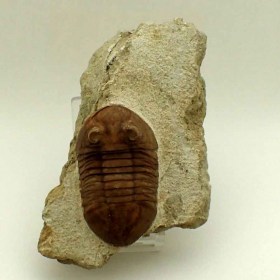 Asaphus holmi_Ordovician_St. Pestesburg Region trilobite