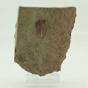Bathycheilus perplexus_Ordovician_Morocco_trilobite