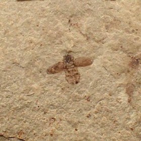 Beetle-Eocene-Utah, USA