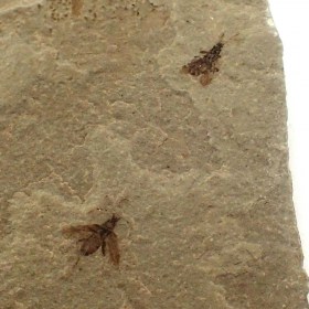 Beetle-Eocene-Colorado, USA