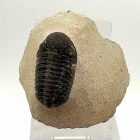 Boeckops stelcki-Devonian-Morocco