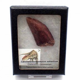 Carcharadontosaurus-saharicus-FD186b2