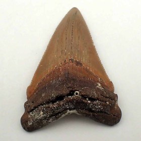 Carcharocles-angustidens-Oligocene-Ashley Mai,Charleston County,S.Caroline(USA) 