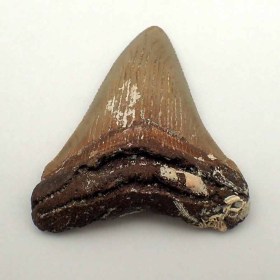 Carcharocles-angustidens-Oligocene-Ashley Mai,Charleston County,S.Caroline(USA) 