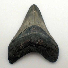 Carcharocles-megalodon-F07933